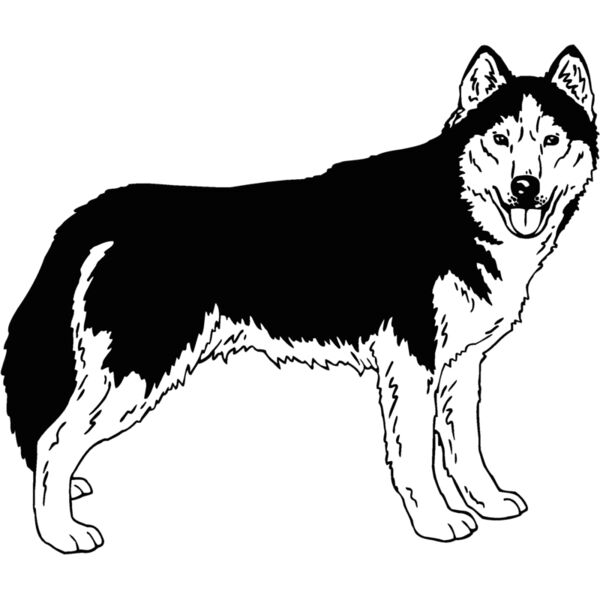 siberian husky 01 Thumbnail