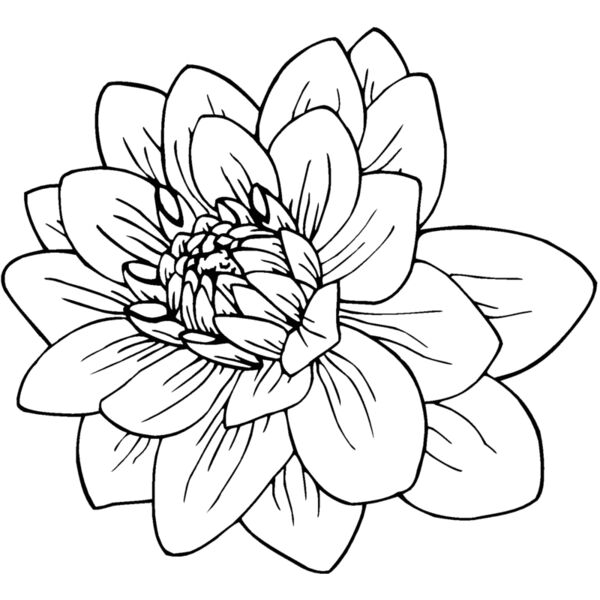 black dahlia Thumbnail