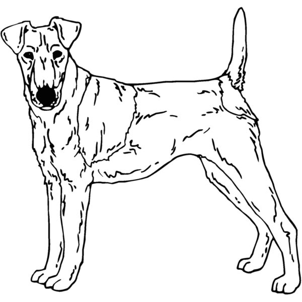 fox terrier Thumbnail