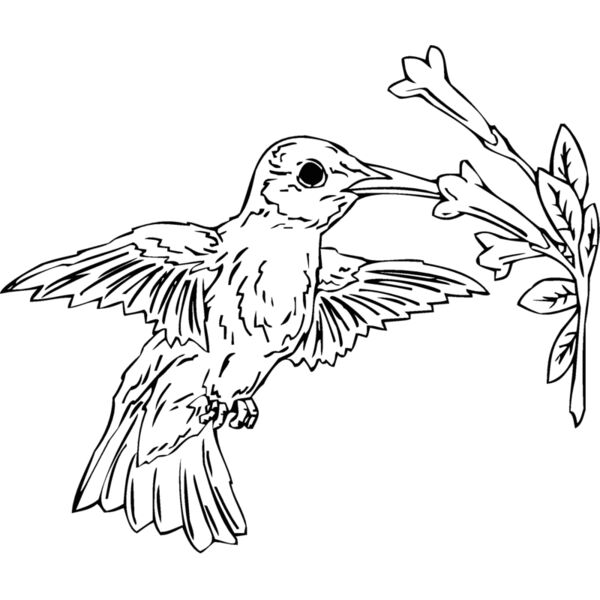 hummingbird2 Thumbnail