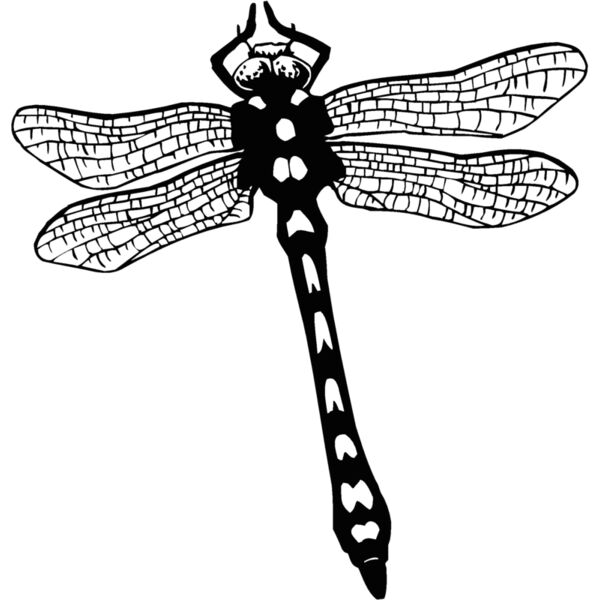 dragonfly Thumbnail